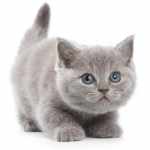 Mèo Anh lông ngắn mắt xanh