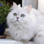 Mèo Ba Tư nhập khẩu từ Thái Lan 6 tháng tuổi