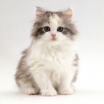 Mèo Ba Tư đáng yêu 4 tháng tuổi