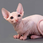 Mèo Sphynx - mèo không lông 5 tháng tuổi