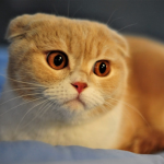 Mèo tai cụp Scottish Fold, chân ngắn, 4 tháng tuổi