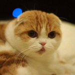 Mèo tai cụp Scottish Fold, chân ngắn, 4 tháng tuổi