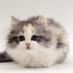 Mèo Ba Tư đáng yêu 4 tháng tuổi