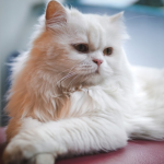 Mèo Ba Tư nhập khẩu từ Thái Lan 6 tháng tuổi