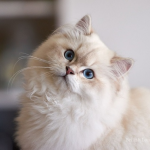 Mèo Anh lông dài mắt hai màu
