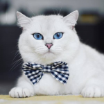 Mèo Anh lông ngắn mắt xanh