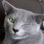 Mèo Nga mắt xanh - Russian Blue đặc biệt hiếm