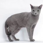 Mèo Nga mắt xanh - Russian Blue đặc biệt hiếm