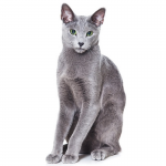 Mèo Nga mắt xanh - Russian Blue đặc biệt hiếm