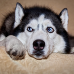 Chó Husky Siberia thuần chủng 