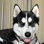 Chó Husky Siberia thuần chủng 