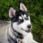 Chó Husky Siberia thuần chủng 