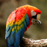 Vẹt Macaw đuôi dài
