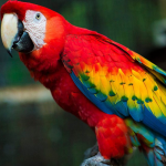 Vẹt Macaw đuôi dài