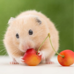 Chuột Hamster màu vàng đáng yêu