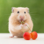 Chuột Hamster màu vàng đáng yêu