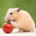 Chuột Hamster màu vàng đáng yêu