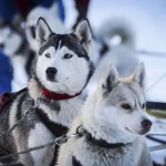 Husky 5 tháng tuổi