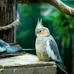 Vẹt Cockatiel