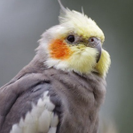 Vẹt Cockatiel