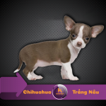 Chihuahua 1 tháng tuổi