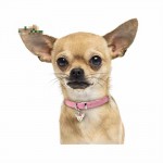 Chihuahua 1 tháng tuổi