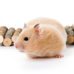 Bear gấu lông sát 