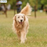 Golden Retriever 6 tháng tuổi