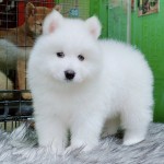 Samoyed 4 tháng tuổi