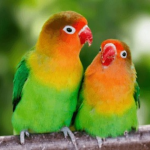 Vẹt Lovebird