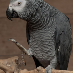 Vẹt xám Châu Phi