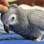 Vẹt xám Châu Phi