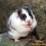 Hamster Bear Bò Sữa