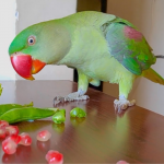 Vẹt Má Vàng