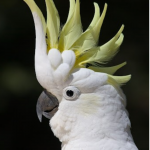 Vẹt Cockatoo