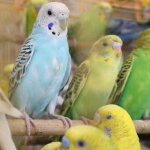 Vẹt Yến Phụng Hồng Kong