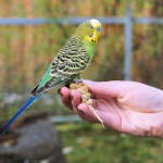 Vẹt Yến Phụng Hồng Kong