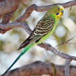 Vẹt Yến Phụng Hồng Kong