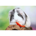 Guinea Pig Coronet
