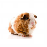 Guinea Pig Texel