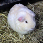 Guinea Pig White