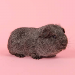 Guinea Pig Grey