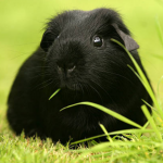 Guinea Pig Black