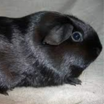 Guinea Pig Black
