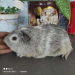Guinea Pig Grey