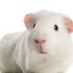 Guinea Pig White