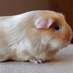 Guinea Pig White