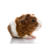 Guinea Pig Texel