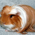 Guinea Pig Coronet