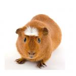 American Brown Guinea Pig